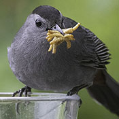Gray Catbird