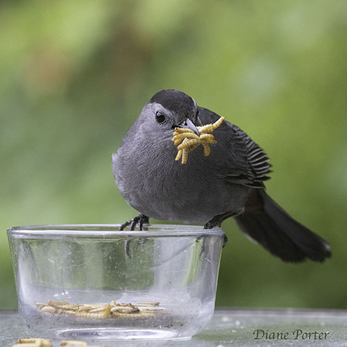 Kitty the Gray Catbird
