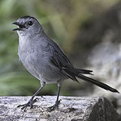 Gray Catbird