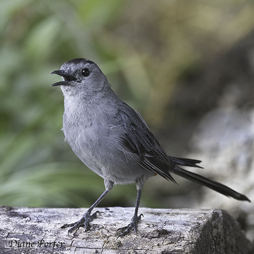 Gray Catbird