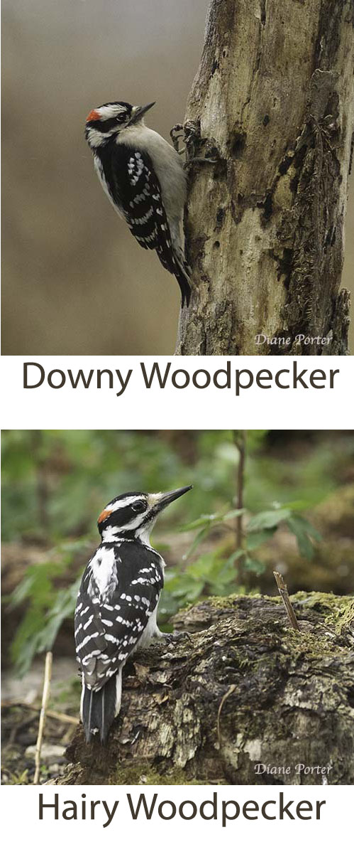 Downy and Hairy Woodpeckers