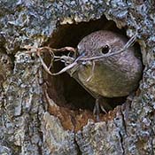House Wren