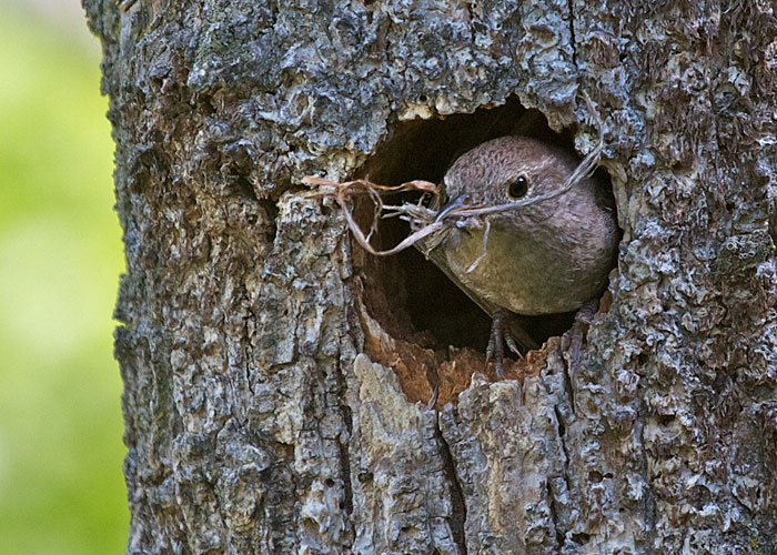 House Wren