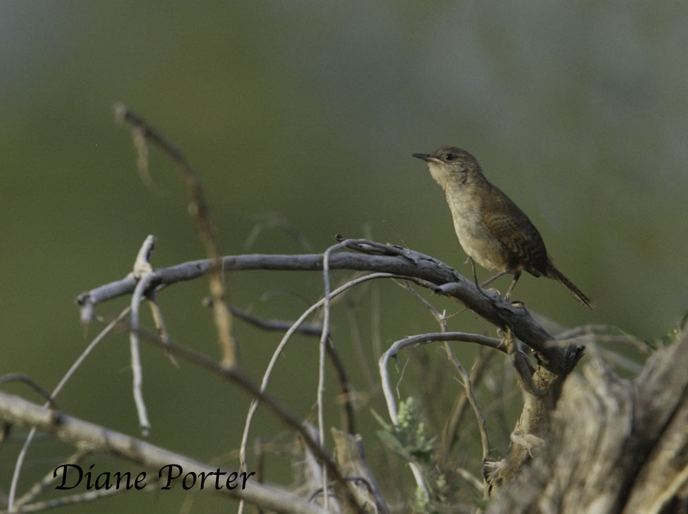House Wren