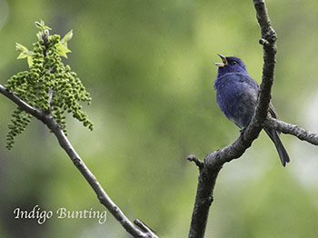 Indigo Bunting