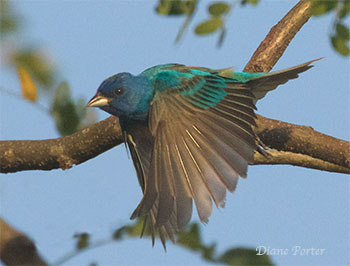 Indigo Bunting