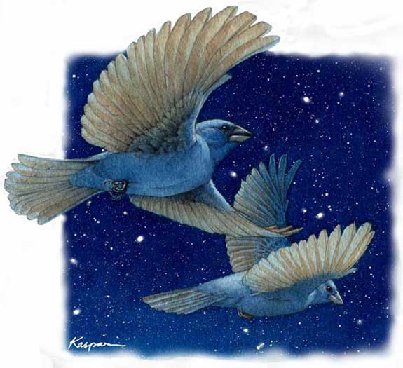 Indigo Buntings, by Debby Kaspari