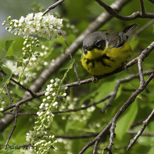 Black-and-white Warbler, male