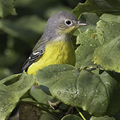 Magnolia Warbler