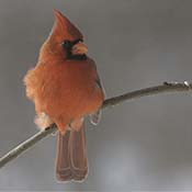 Northern Cardinal