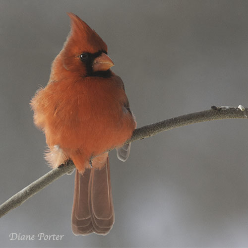 Northern Cardinal
