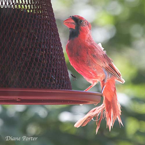 Northern Cardinal