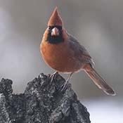 Northern Cardinal