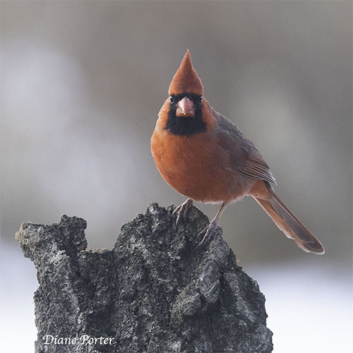 Northern Cardinal