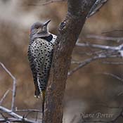 Northern Flicker