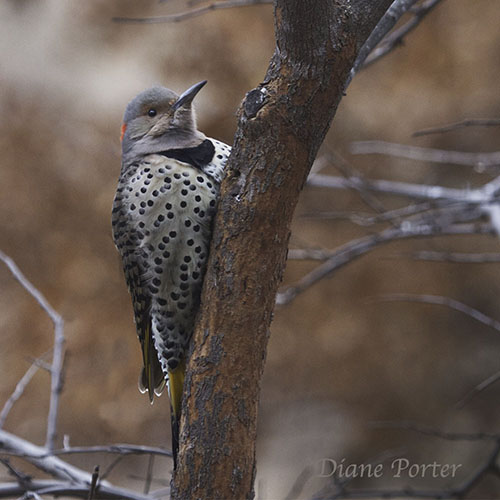 Northern Flicker