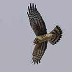 Northern Harrier