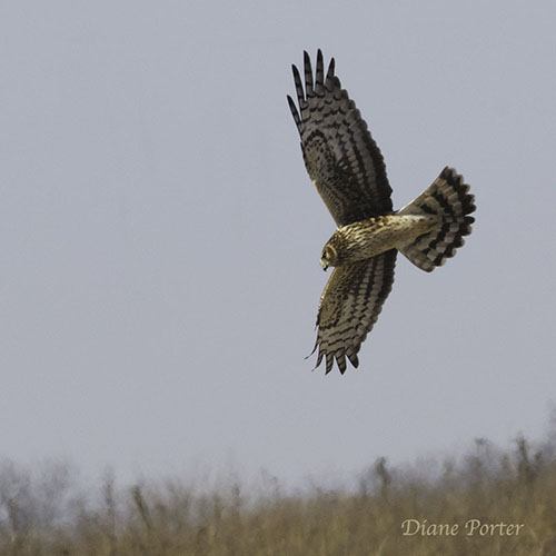 Northern Harrier