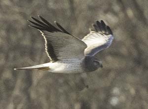 Northern Harrier