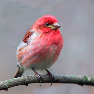 Purple Finch