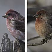Purple Finch/House Finch