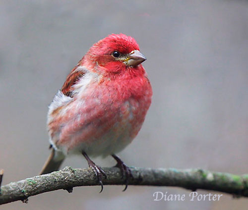 Purple Finch