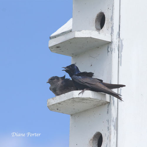 Purple Martin Birdhouse