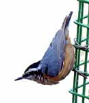 Red-breasted Nuthatch