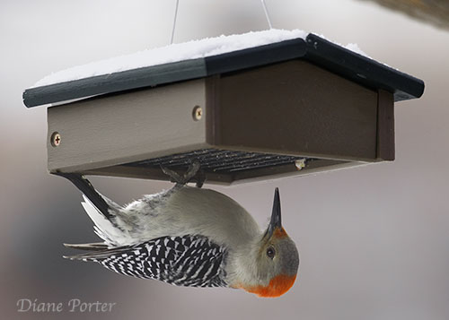 Red-bellied Woodpecker