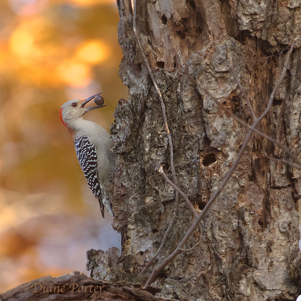 Red-bellied Woodpecker