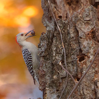 Red-bellied Woodpecker