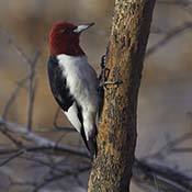 Red-headed Woodpecker