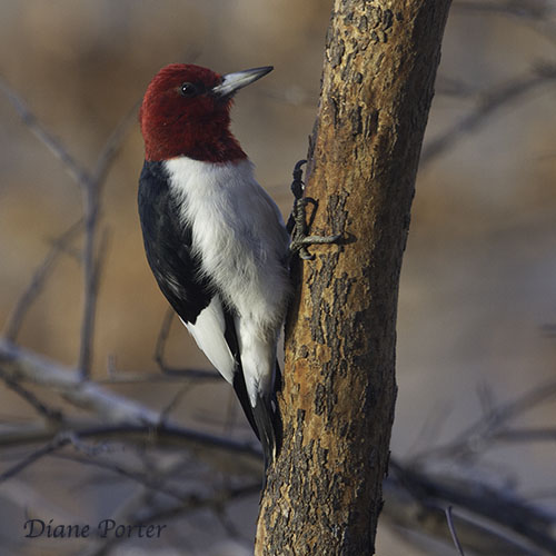 Red-headed Woodpecker