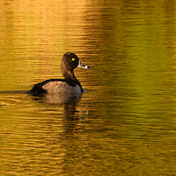 Ring-necked Duck