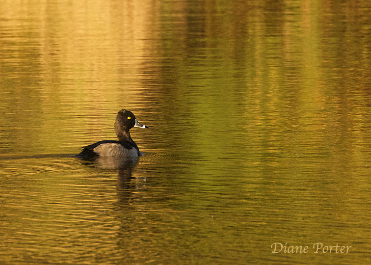 Ring-necked Duck