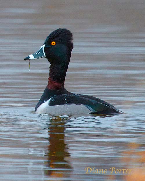 Ring-necked Duck