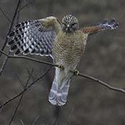 Red-shouldered Hawk
