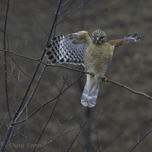 Red-shouldered Hawk