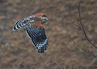 Red-shouldered Hawk