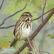 Song Sparrow