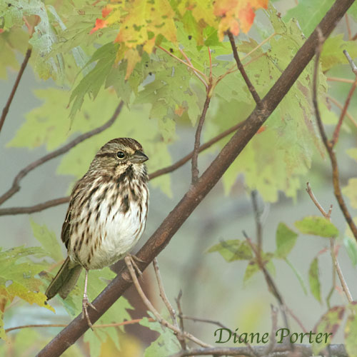Song Sparrow