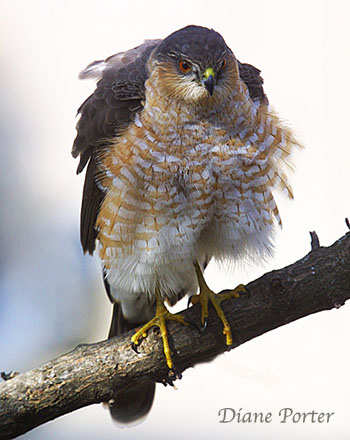 Sharp-shinned Hawk