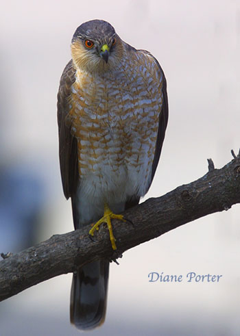 Sharp-shinned Hawk