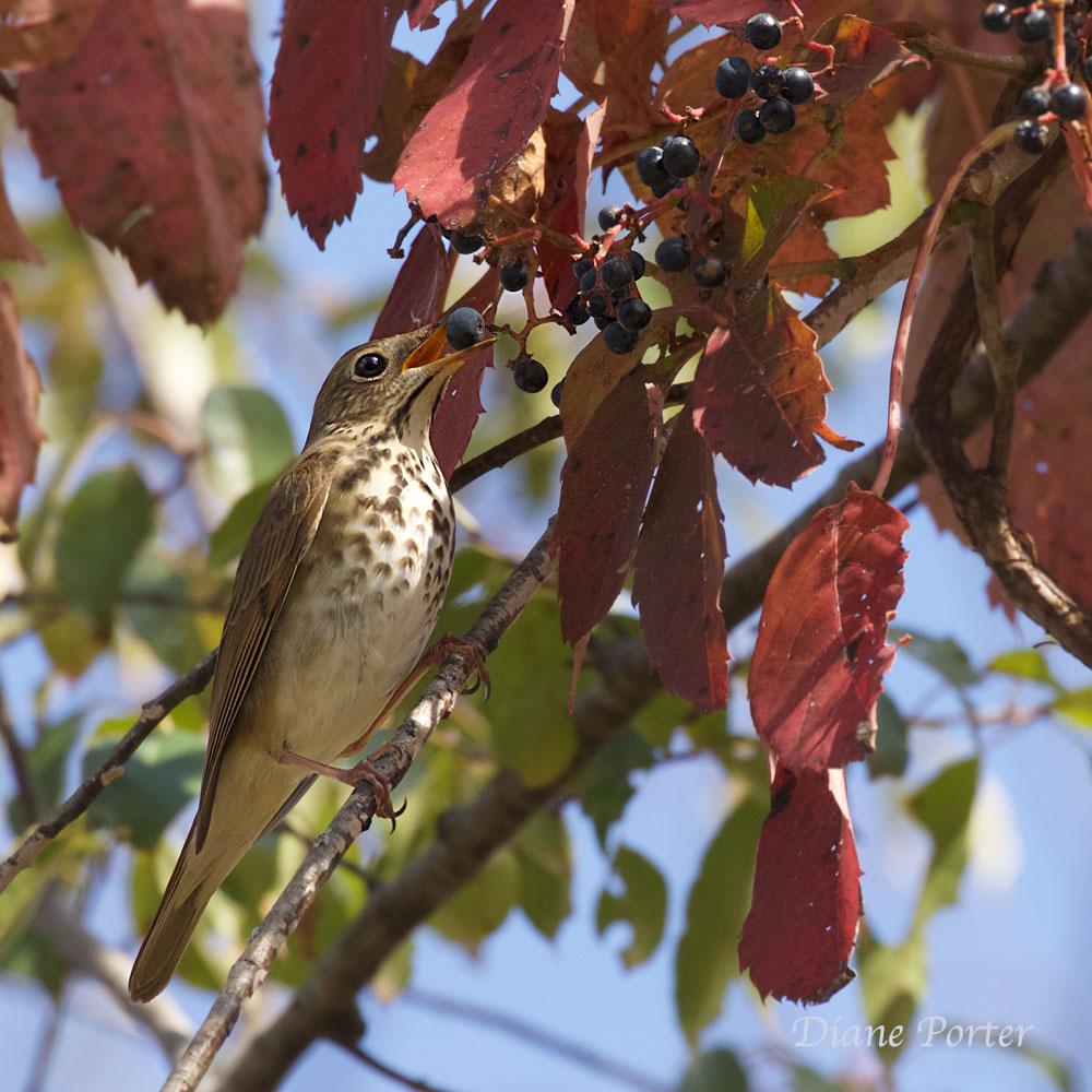 Swainson's Thrush