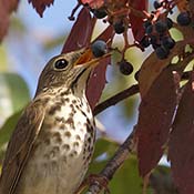 Swainson's Thrush