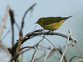 Tennessee Warbler