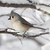 Tufted Titmouse