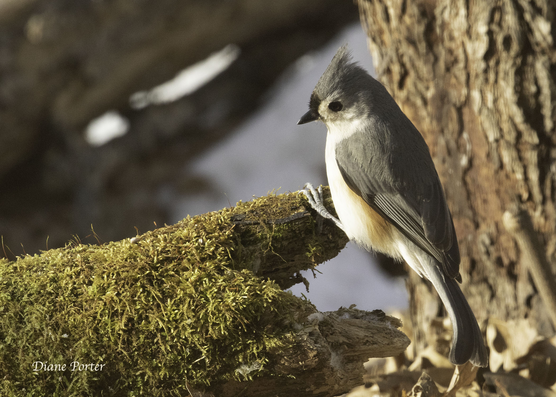 Tufted Titmouse
