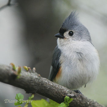 Tufted Titmouse