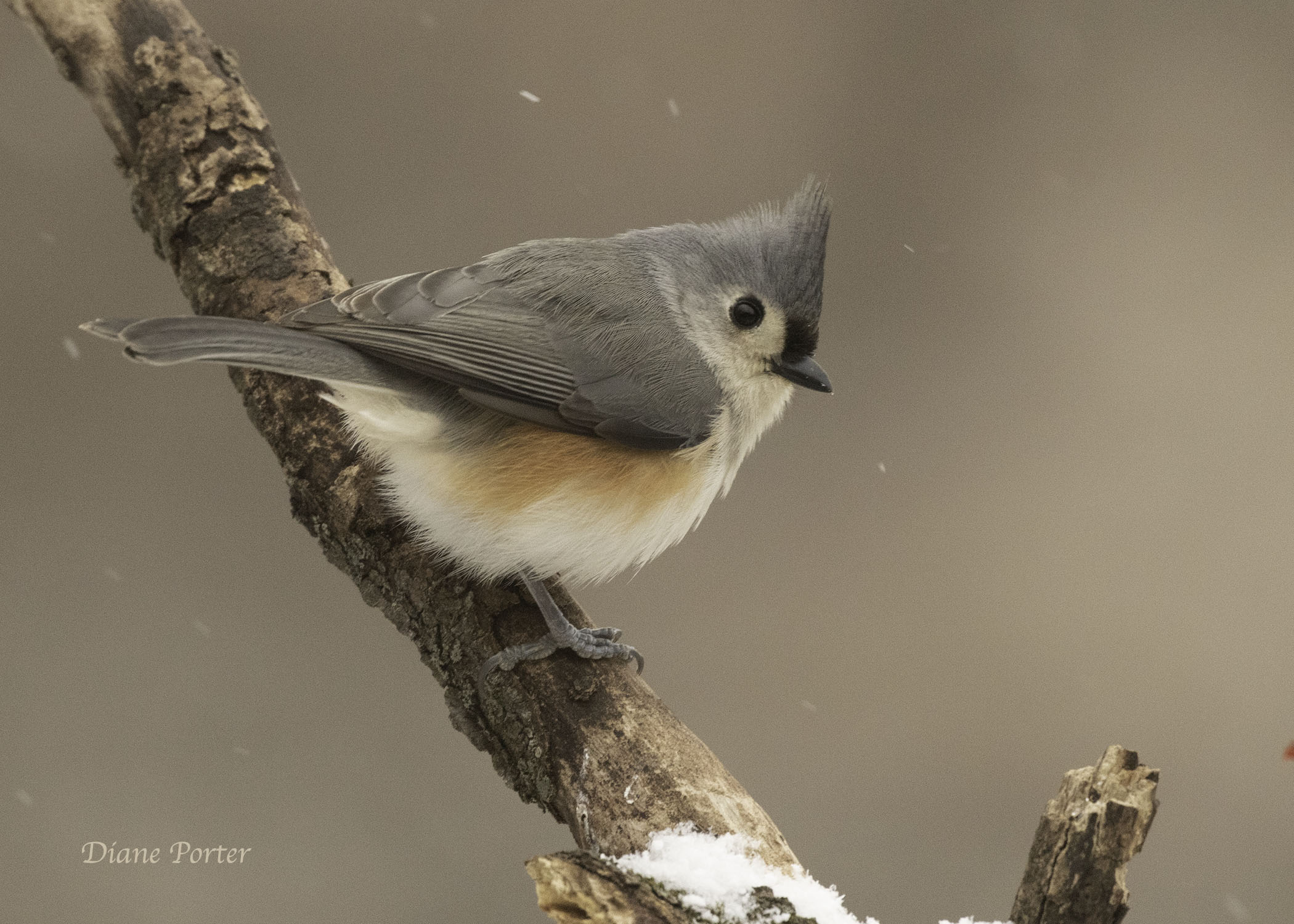Tufted Titmouse